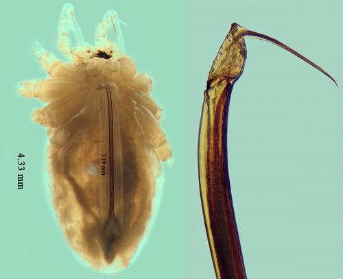 Paroligolophus agrestis